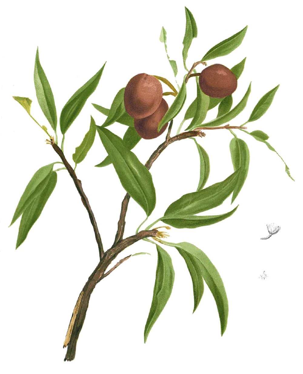 A fruiting branch of Manilkara zapota: narrow green leaves and two brown sapodilla fruits.